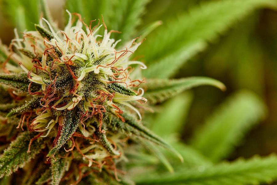 What Are Terpenes in Cannabis?